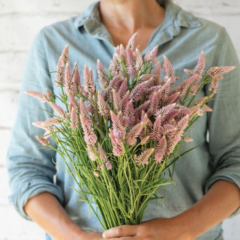 Johnnys Select Seeds Flamingo Feather Celosia Seeds